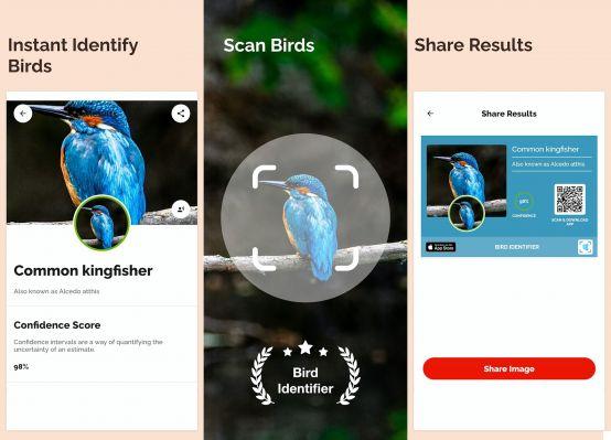 Las mejores apps para identificar aves